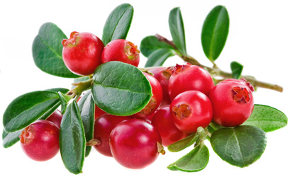Lingonberry - proprietăți utile și dăunătoare ale merișorul