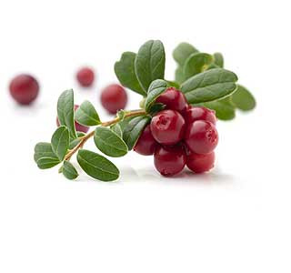 Cranberries, proprietăți și contraindicațiile utile, produse alimentare sănătoase