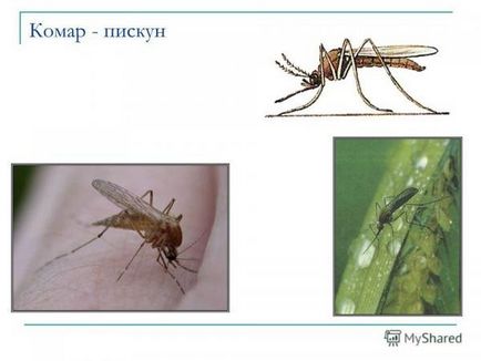 Ceea ce se tem de țânțari și musculițe care miros repels țânțarii, foto și video