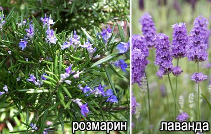 Ce se tem de țânțari și mirosuri de plante, insecte repulsive (plante) Ce se tem de tantari si miroase a plante, alifie împotriva insectelor