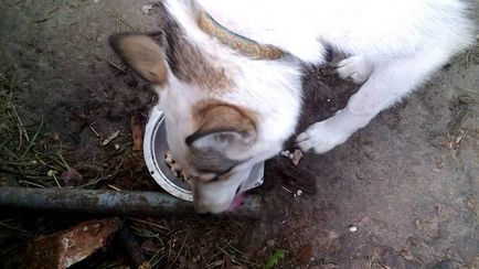 Ce și cum să se hrănească dieta husky (o zi pentru a hrăni husky) Ce și cum să se hrănească dieta husky