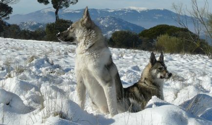 Ce și cum să se hrănească dieta husky