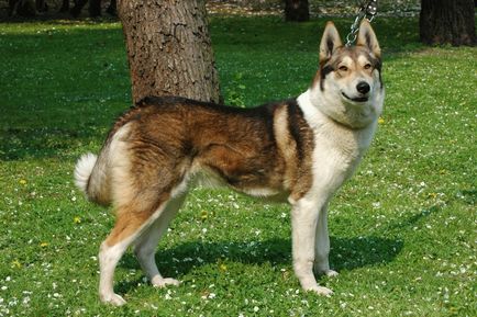 Ce și cum să se hrănească dieta husky (dieta) Ce și cum să se hrănească dieta husky