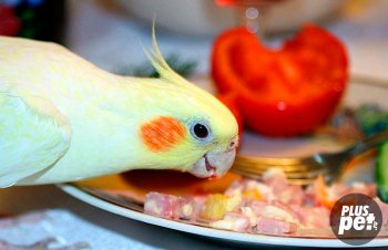 Ce să se hrănească un papagal Corella dieta acasă desen
