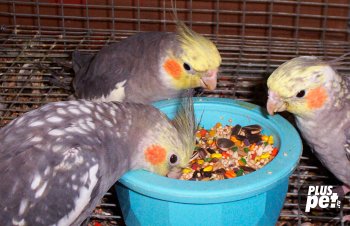 Ce să se hrănească un papagal Corella dieta acasă desen