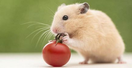 Ce să se hrănească un hamster - care poate și nu se poate da un hamster