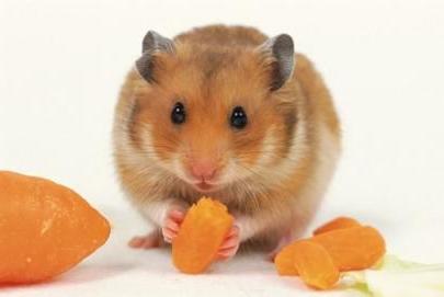 Ce să se hrănească un hamster acasă cum să cultive longevitatea