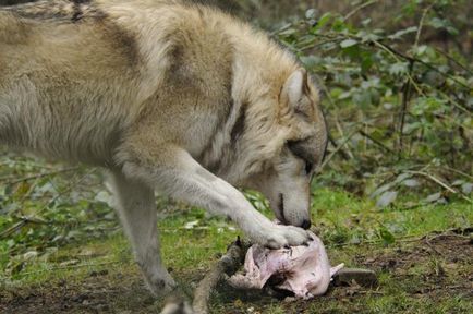Lupii sunt hrănite în habitate diferite