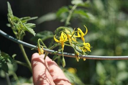 Tomatele de alimentare, să crească o grădină!