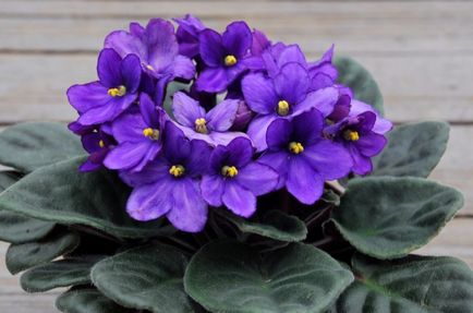 Violete furajere (îngrășăminte eliberează forme) Violete furaje