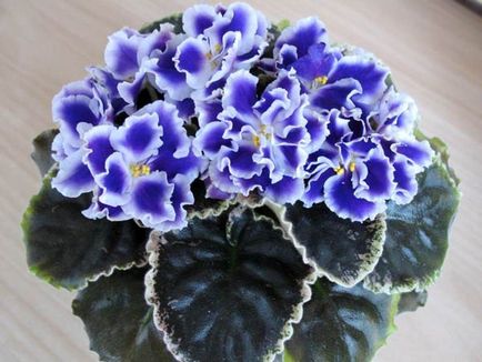 Violete furajere (îngrășăminte eliberează forme) Violete furaje