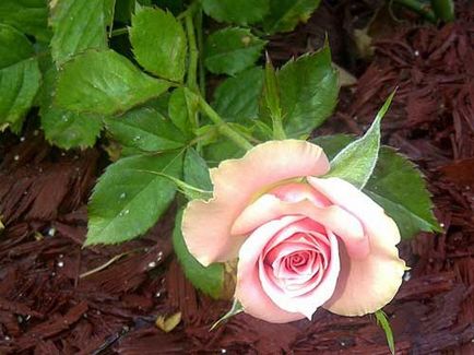 Alimentarea pentru înflorirea luxuriantă a crescut (Rose) Cum de a fertiliza trandafiri pentru flori luxuriante