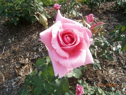 Cum de a fertiliza trandafiri pentru flori luxuriante