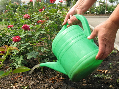 Cum de a fertiliza trandafiri în primăvară pentru o înflorire luxuriantă, în grădină, în primăvara și vara nume de îngrășăminte