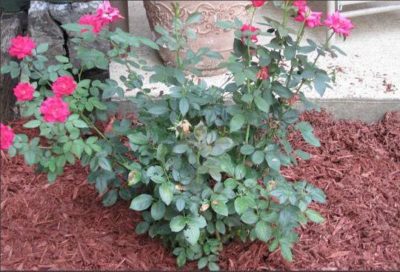 Alimentarea (fertiliza) trandafiri în primăvara și vara la înflorirea luxuriantă în grădina de remedii populare