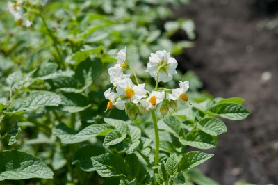 Ce poate fi plantate lângă cartofi și nu pot