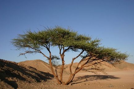 Care crește în deșert