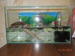 Ce este krasnouhih aquaterrarium pentru țestoase acvatice, cum să construiască un acvariu cu