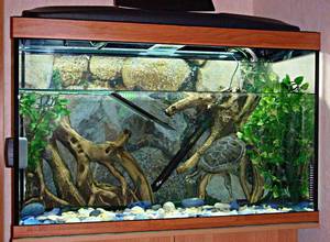 Ce este krasnouhih aquaterrarium pentru țestoase acvatice, cum să construiască un acvariu cu