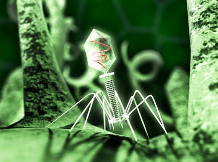 Ce este un virus popular și lucid despre viruși