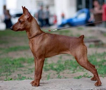 Miniature Pinscher rasa fotografie și descriere, preț, și recenzii ale proprietarilor