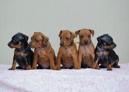 Miniature Pinscher rasa fotografie și descriere, preț, și recenzii ale proprietarilor