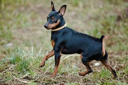 Miniature Pinscher rasa fotografie și descriere, preț, și recenzii ale proprietarilor