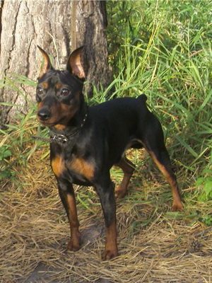 Miniature Pinscher foto și video miniatură (pitic) pinscher, rase de caini sunt dotate cu mini-