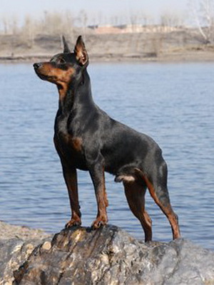 Miniature Pinscher foto și video miniatură (pitic) pinscher, rase de caini sunt dotate cu mini-