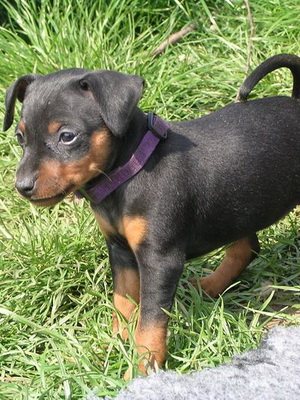 Miniature Pinscher foto și video miniatură (pitic) pinscher, rase de caini sunt dotate cu mini-