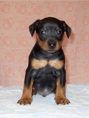 Miniature Pinscher foto și video miniatură (pitic) pinscher, rase de caini sunt dotate cu mini-