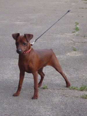 Miniature Pinscher foto și video miniatură (pitic) pinscher, rase de caini sunt dotate cu mini-