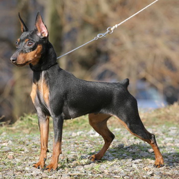 Miniature Pinscher foto și video miniatură (pitic) pinscher, rase de caini sunt dotate cu mini-