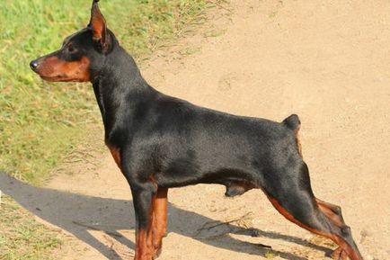 Miniature Pinscher foto și video miniatură (pitic) pinscher, rase de caini sunt dotate cu mini-