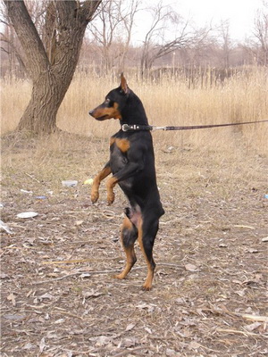 Miniature Pinscher foto și video miniatură (pitic) pinscher, rase de caini sunt dotate cu mini-