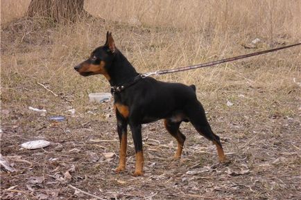 Miniature Pinscher foto și video miniatură (pitic) pinscher, rase de caini sunt dotate cu mini-