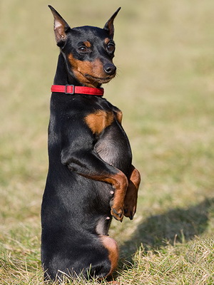 Miniature Pinscher foto și video miniatură (pitic) pinscher, rase de caini sunt dotate cu mini-