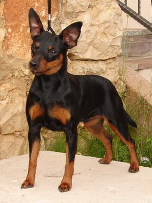 Miniature Pinscher foto și video miniatură (pitic) pinscher, rase de caini sunt dotate cu mini-