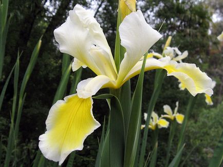 irisi Flori - cultivarea și îngrijirea de plantare irisi, fotografii și soiuri; iris bărbos