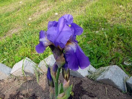 irisi Flori - cultivarea și îngrijirea de plantare irisi, fotografii și soiuri; iris bărbos