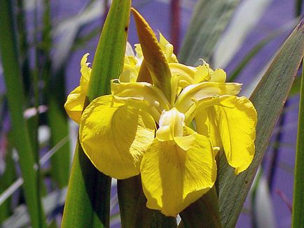 irisi Flori - cultivarea și îngrijirea de plantare irisi, fotografii și soiuri; iris bărbos