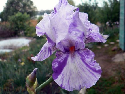 irisi Flori - cultivarea și îngrijirea de plantare irisi, fotografii și soiuri; iris bărbos