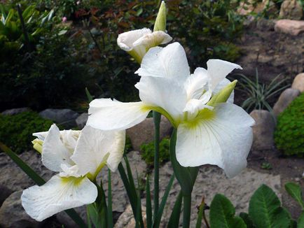 irisi Flori - cultivarea și îngrijirea de plantare irisi, fotografii și soiuri; iris bărbos