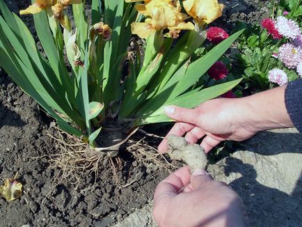 irisi Flori - cultivarea și îngrijirea de plantare irisi, fotografii și soiuri; iris bărbos