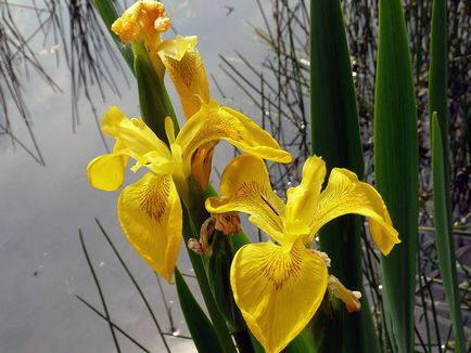 irisi Flori - cultivarea și îngrijirea de plantare irisi, fotografii și soiuri; iris bărbos