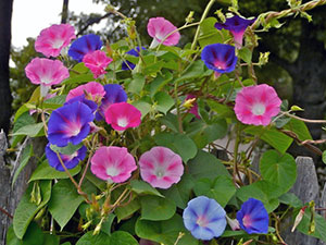 Morning Glory Flower - grija și de plantare; fotografie Morning Glory, Morning Glory mulți ani - în creștere din semințe