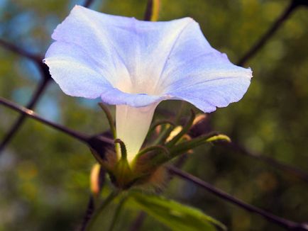 Morning Glory Flower - grija și de plantare; fotografie Morning Glory, Morning Glory mulți ani - în creștere din semințe