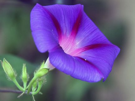 Morning Glory Flower - grija și de plantare; fotografie Morning Glory, Morning Glory mulți ani - în creștere din semințe