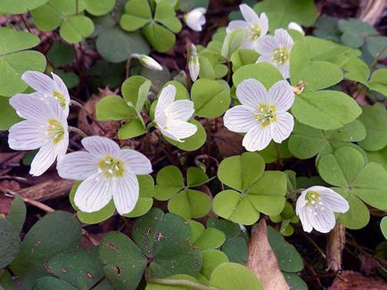 Măcriș de flori - de îngrijire în plantarea de origine și de reproducere Oxalis; Casa Oxalis - oksalis