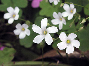 Măcriș de flori - de îngrijire în plantarea de origine și de reproducere Oxalis; Casa Oxalis - oksalis